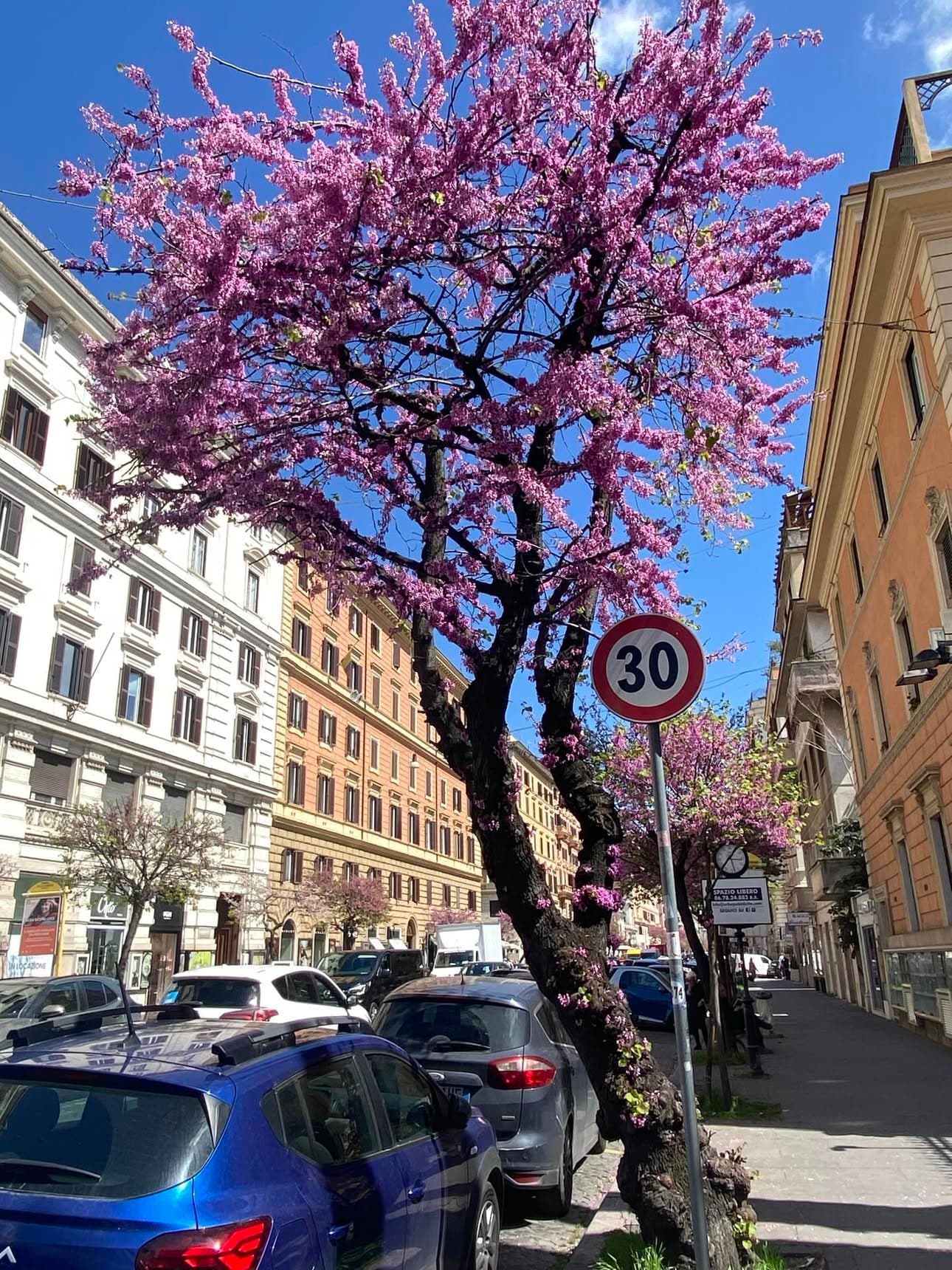Cercis siliquastrum